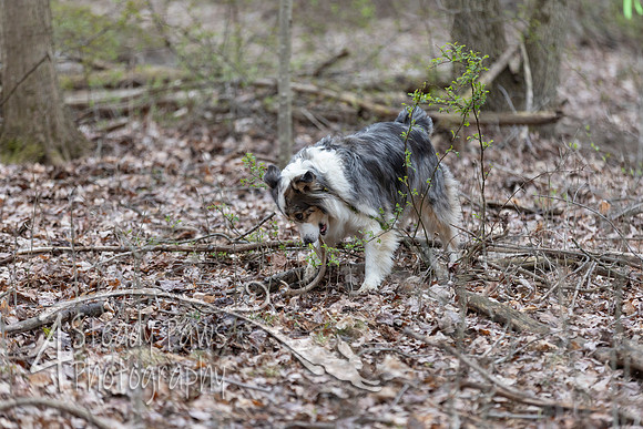ShedHuntSat109