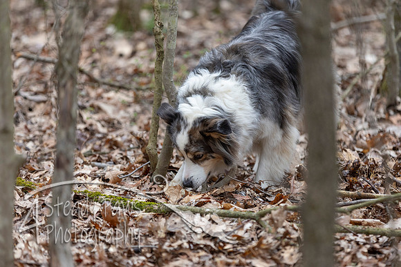 ShedHuntSat98