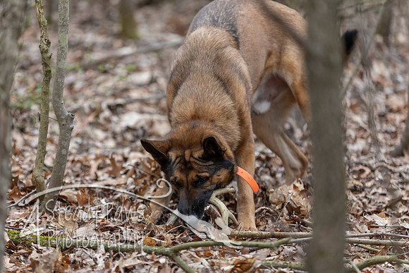 ShedHuntSat121