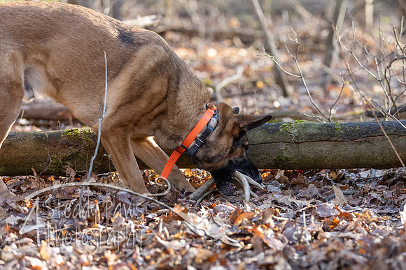 ShedHuntSat21