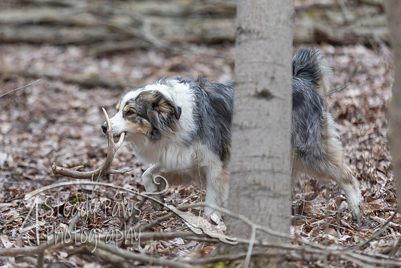 ShedHuntSat110